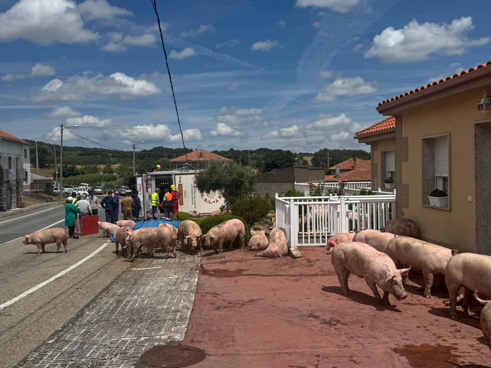 Galería | Decenas de cerdos terminan varados en una finca después de volcar el camión que los transportaba