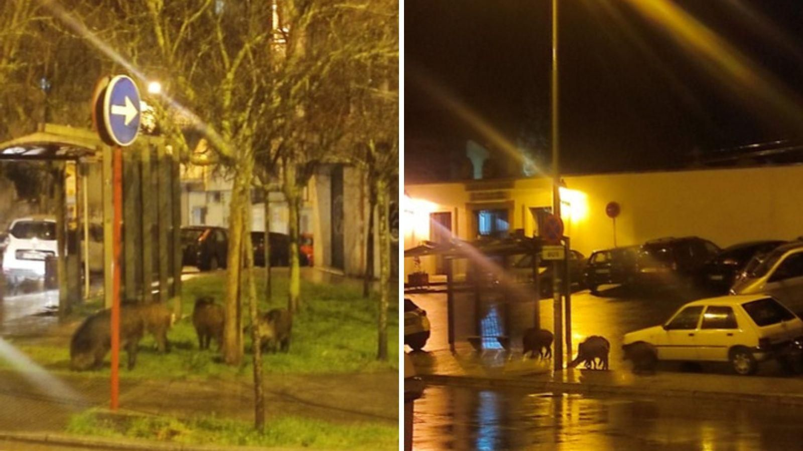 Los jabalíes en el barrio de San Francisco.