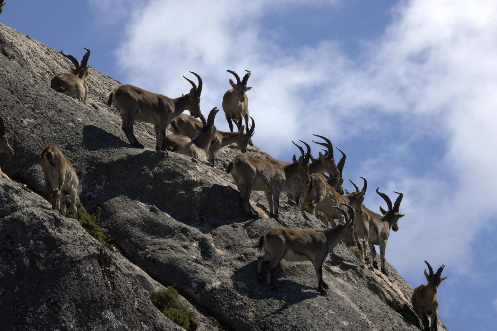 Cabras bravas.