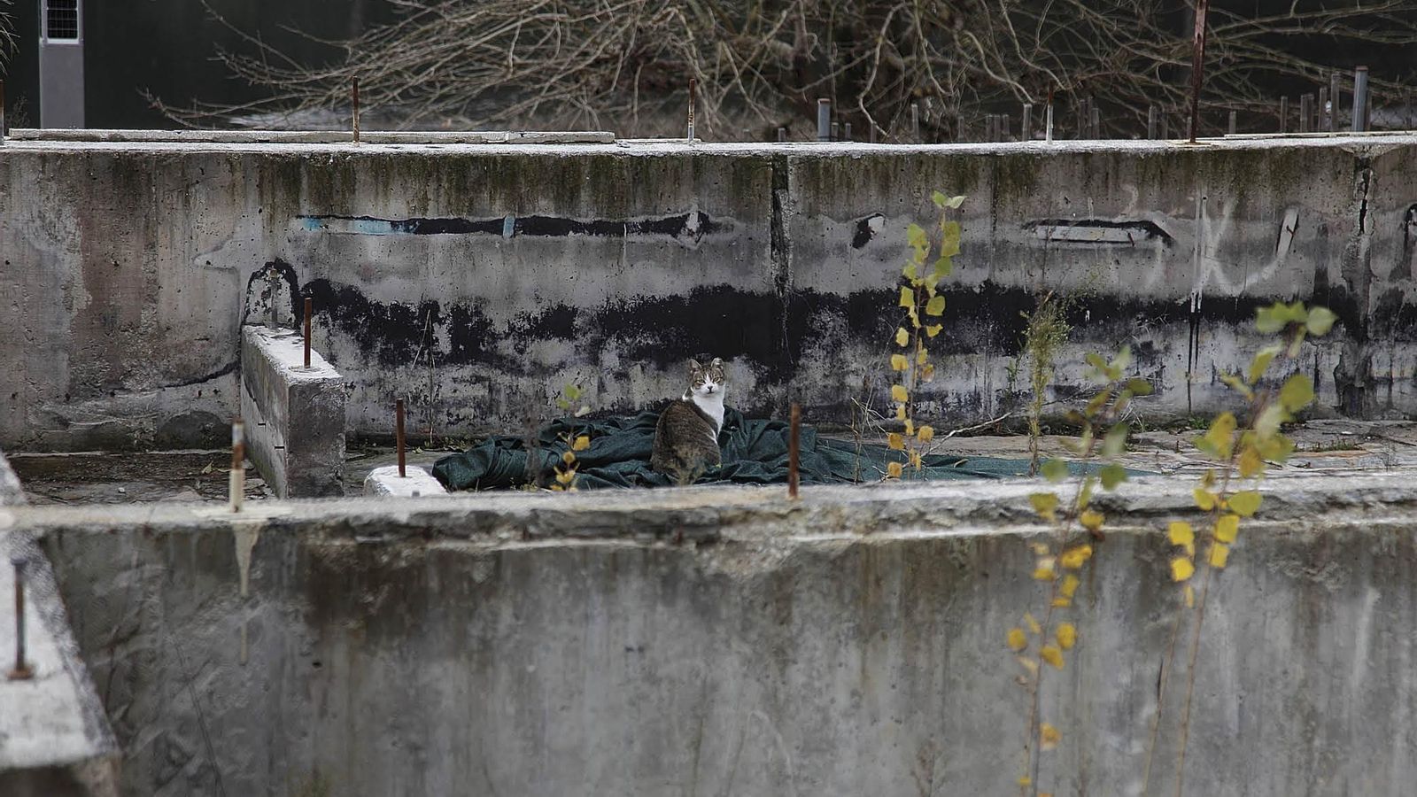 Un gato en las instalaciones de la antigua Chavasqueira (MIGUEL ÁNGEL).