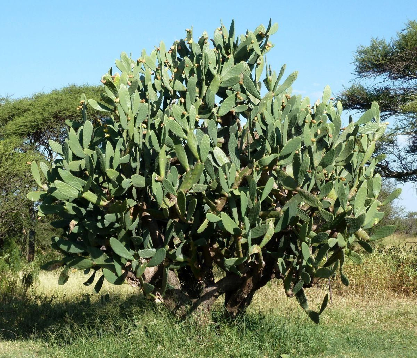 Ejemplar de Opuntia máxima.