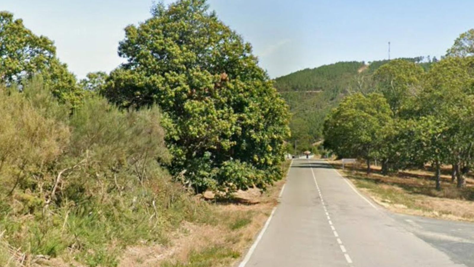 Imagen del castaño contra el que se produjo el fatídico accidente