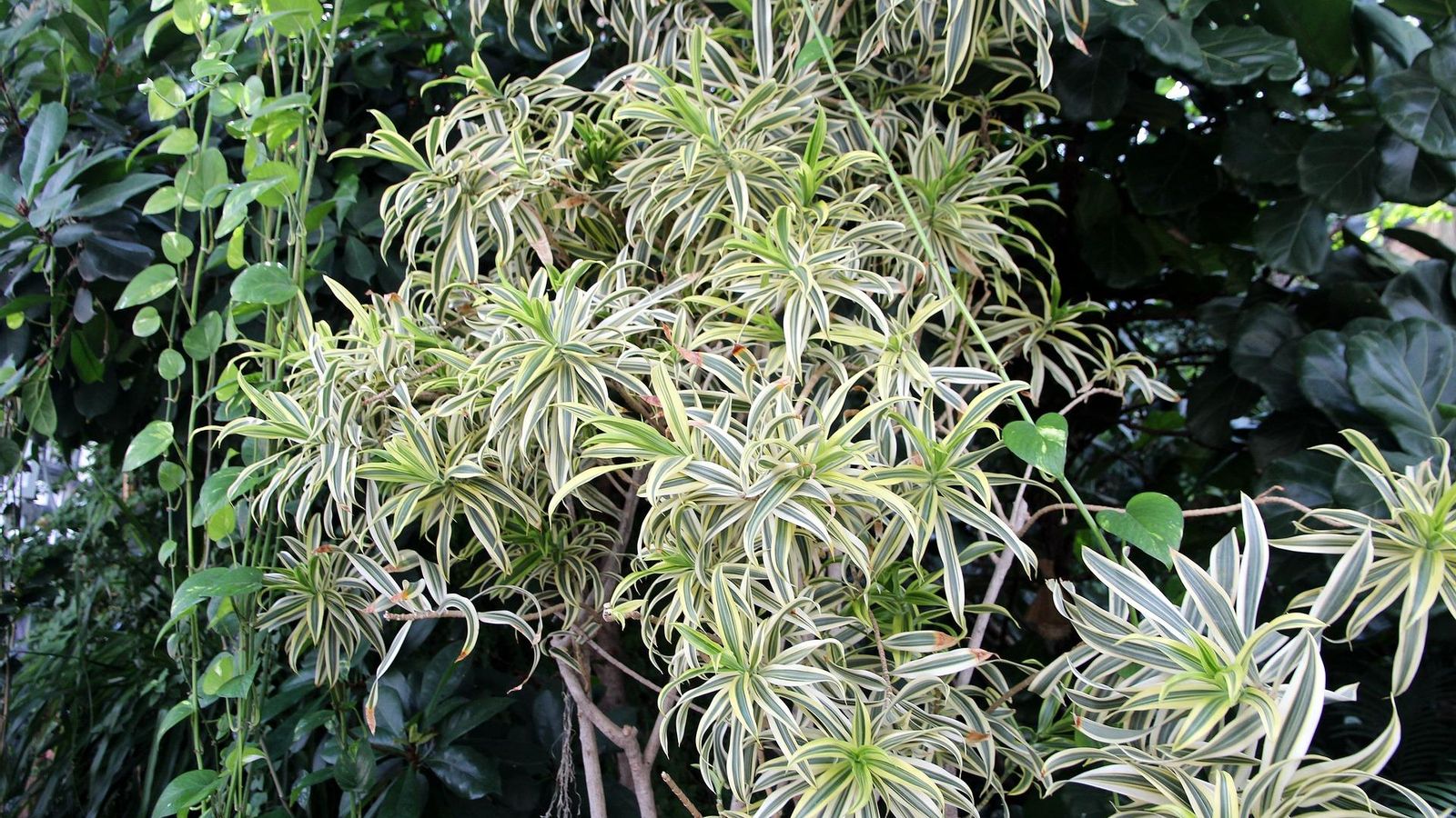 Chlorophytum cinta malamadre