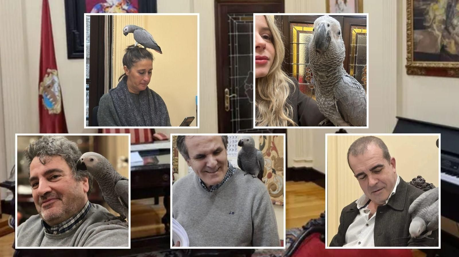 Un loro yaco en el Concello de Ourense.