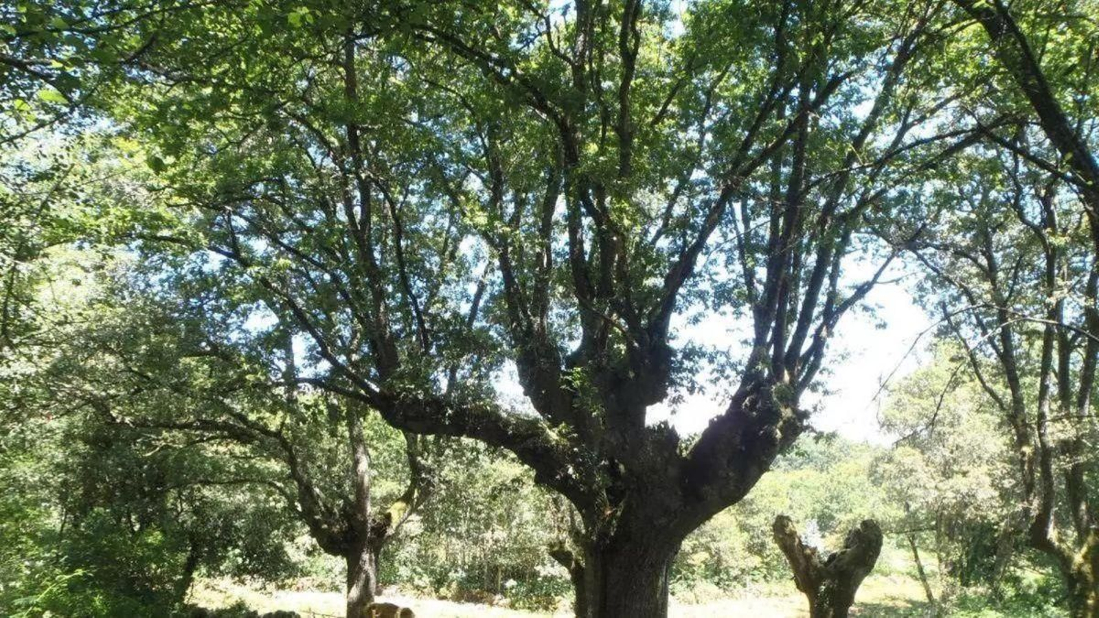 O carballo de Padroso, en Xunqueira de Ambía.