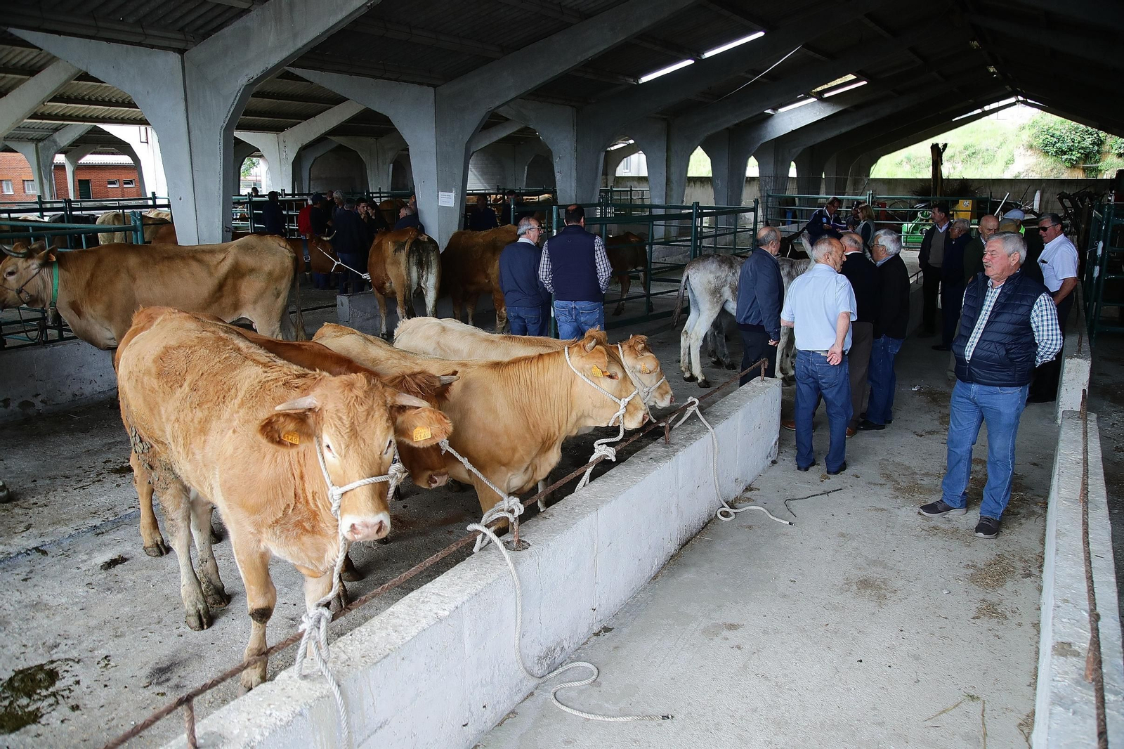 Galería | Ganaderos y tratantes celebran el regreso de la feria de ganado en Castro Caldelas, en fotos