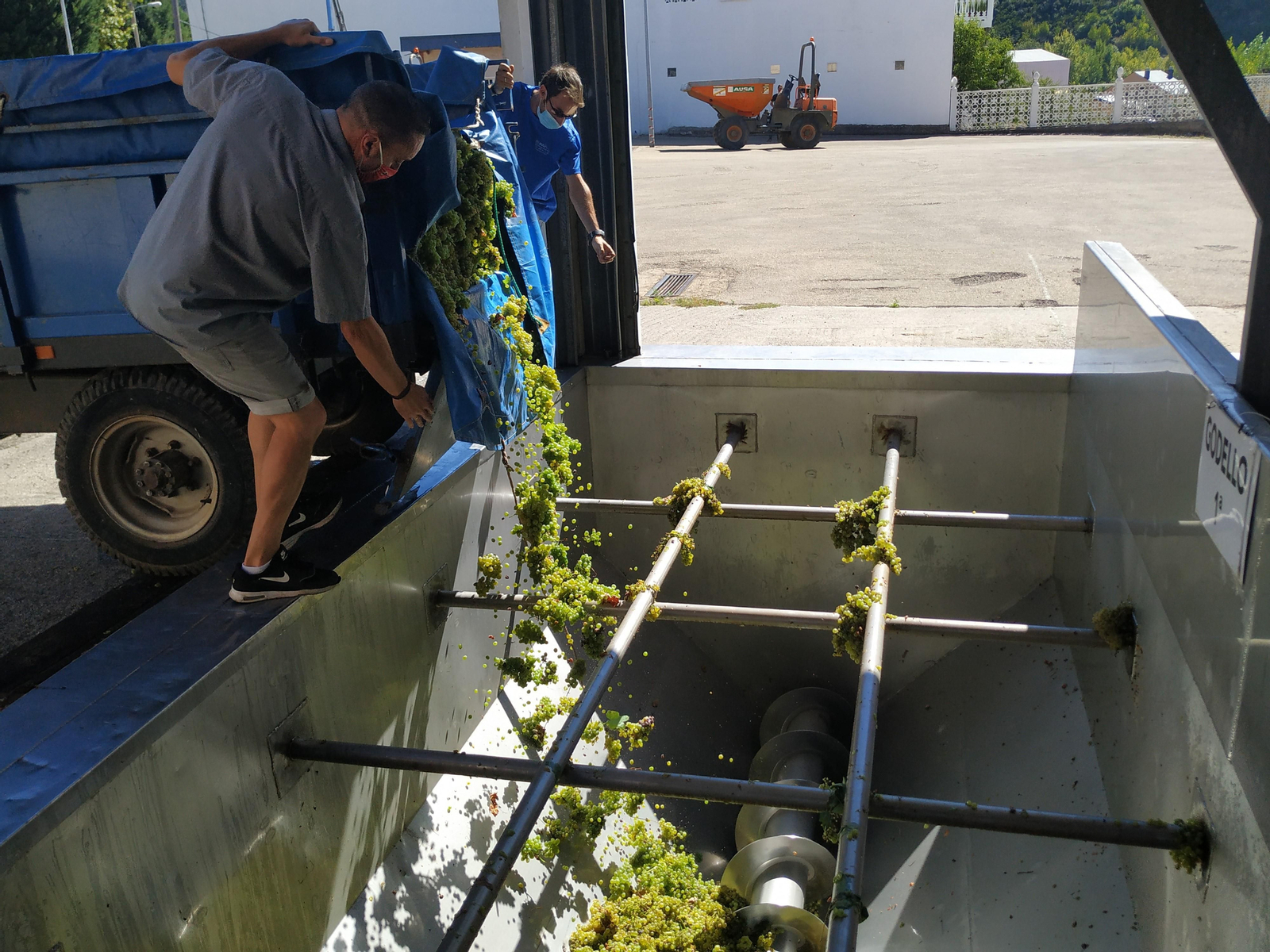 Arrojando uvas de godello a una tolva de la bodega cooperativa Jesús Nazareno, en O Barco.