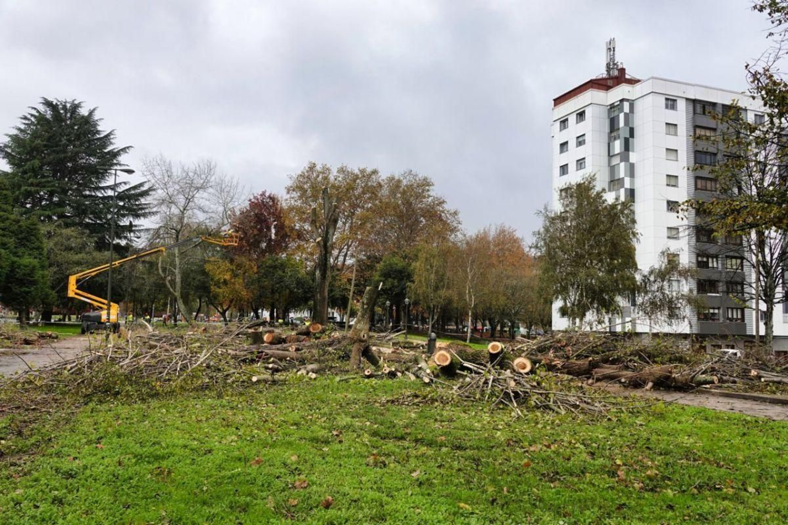 Restos de árboles talados ayer en el parque de A Bouza, el espacio entre Florida y Coia.
