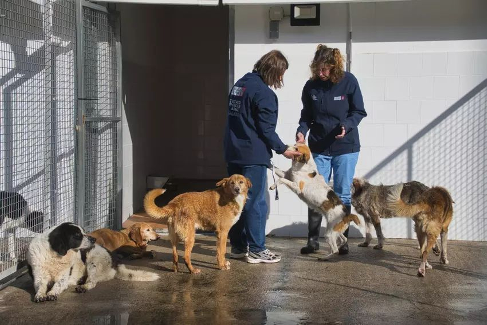 Dos cuidadoras con perros en el centro de A Madroa.