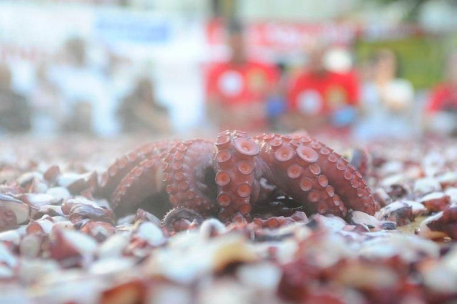 La elaboración de la tapa de pulpo más grande del mundo en Carballino 11