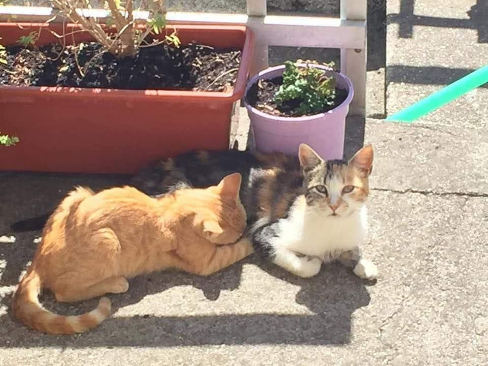 Leo y Mica