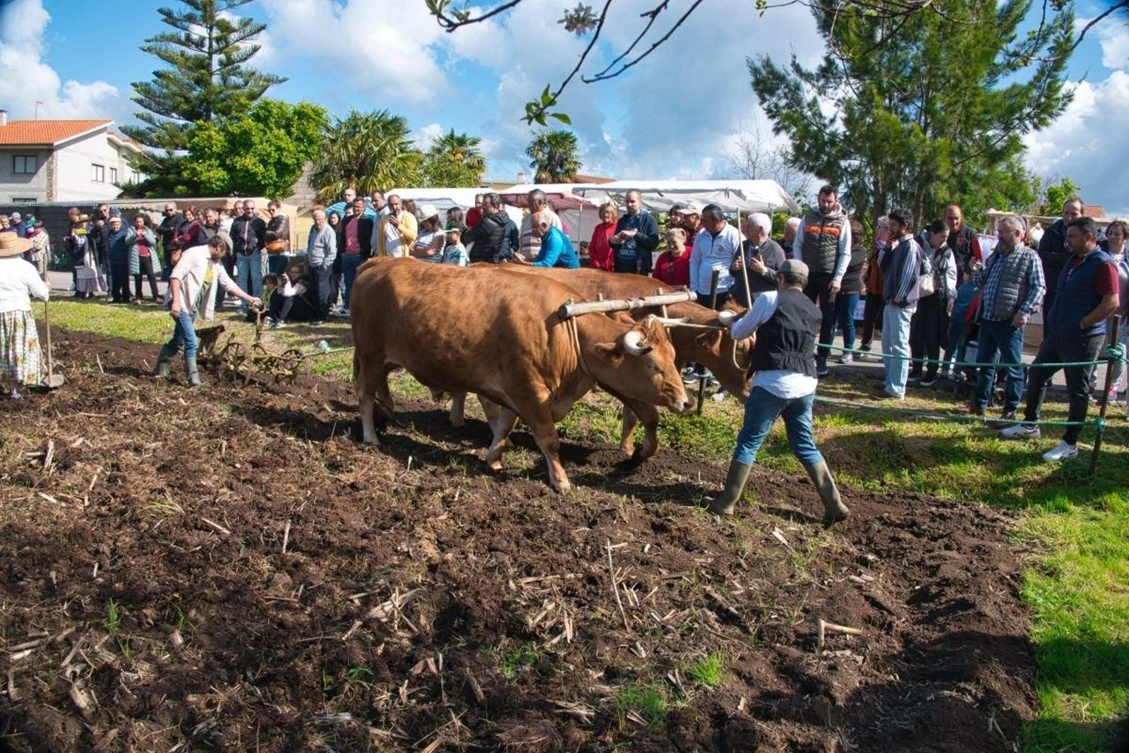 El público contempló los trabajos que se hacían con los bueyes en la tierra.