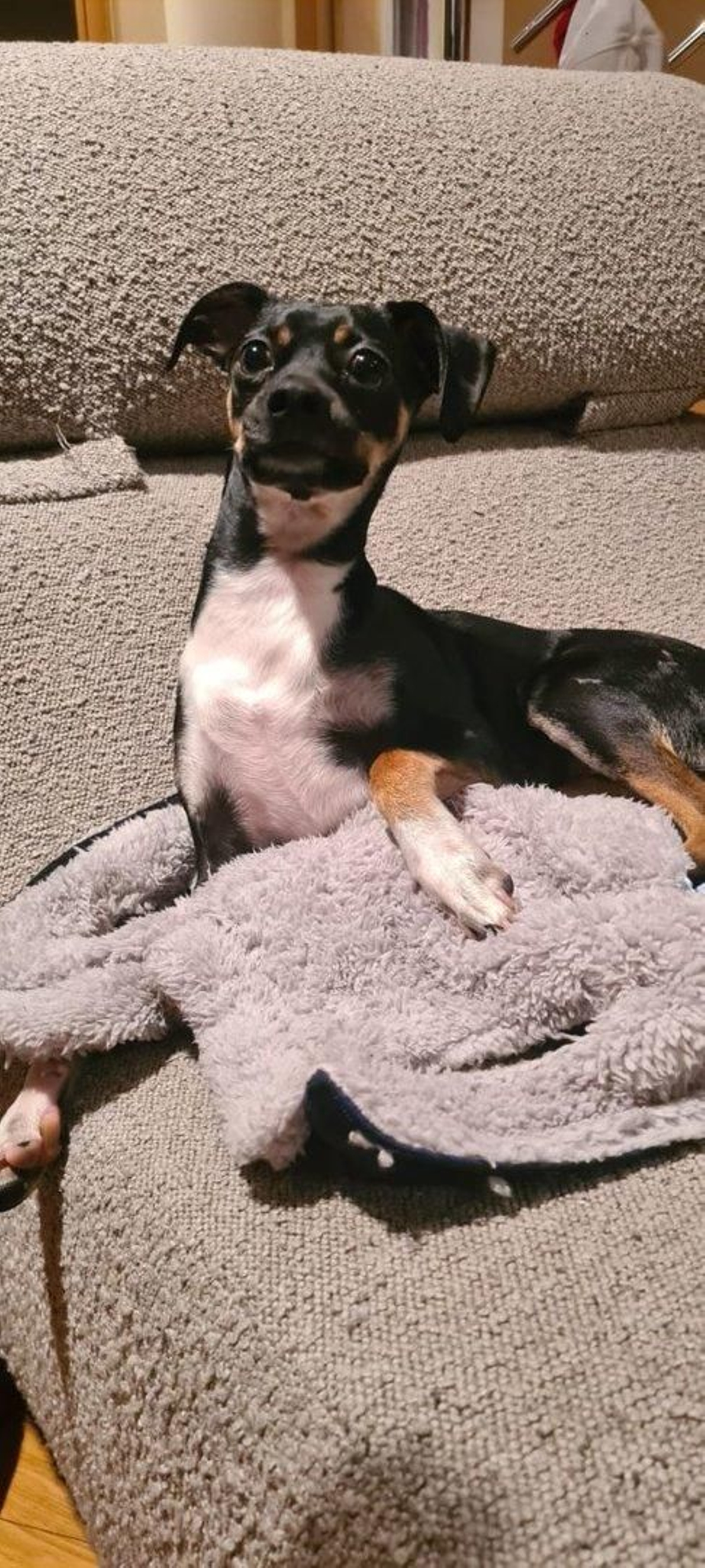 Fito, un cruce de bodeguero con pincher.