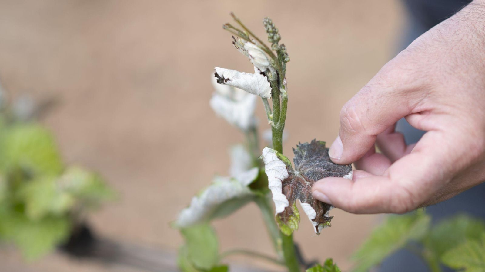 “Tito” Rodríguez abre una hoja quemada en su bodega, Father 1943.