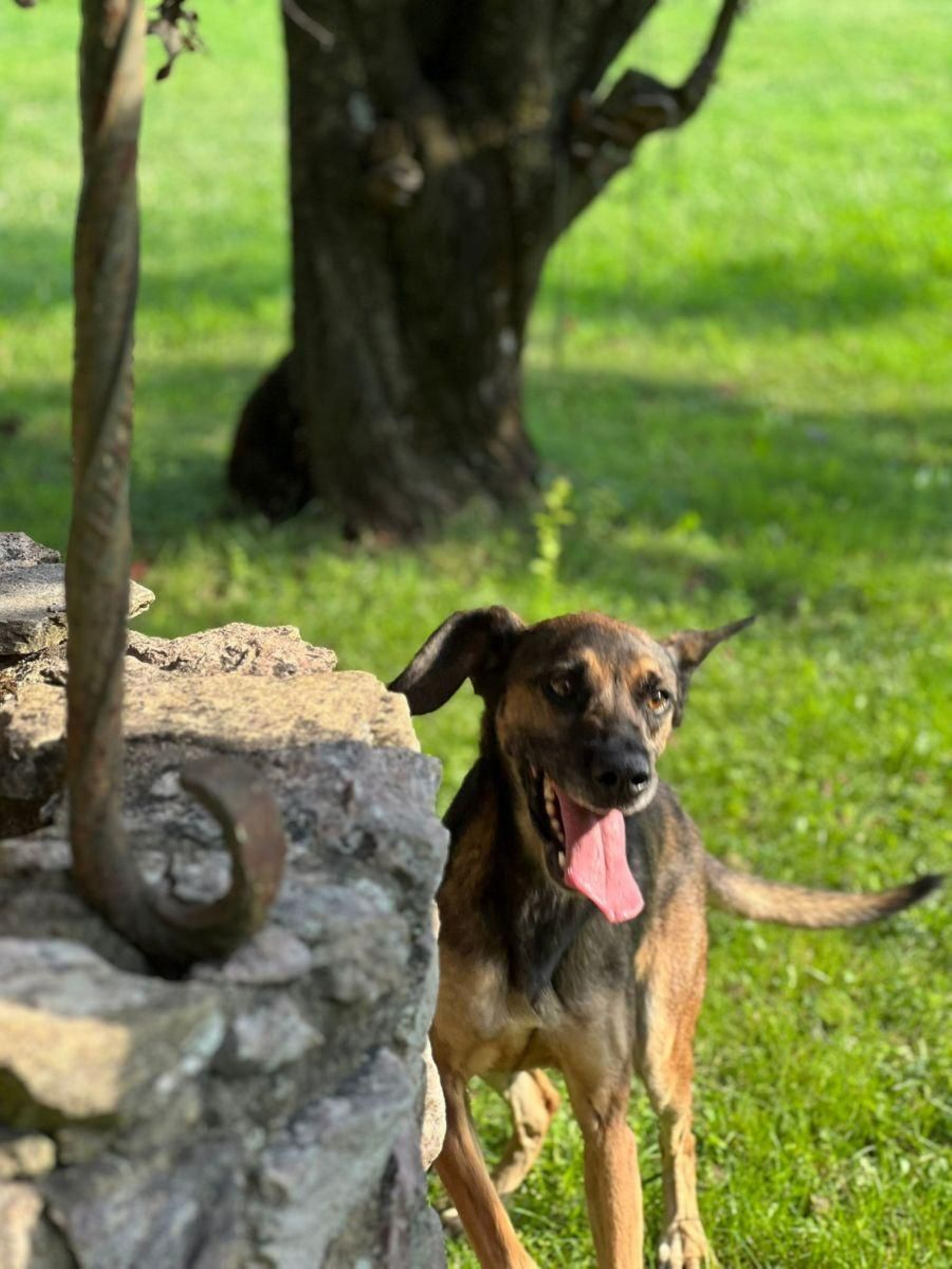 Uno de los perros que cuida la protectora Peludines Callejeros de Valdeorras.