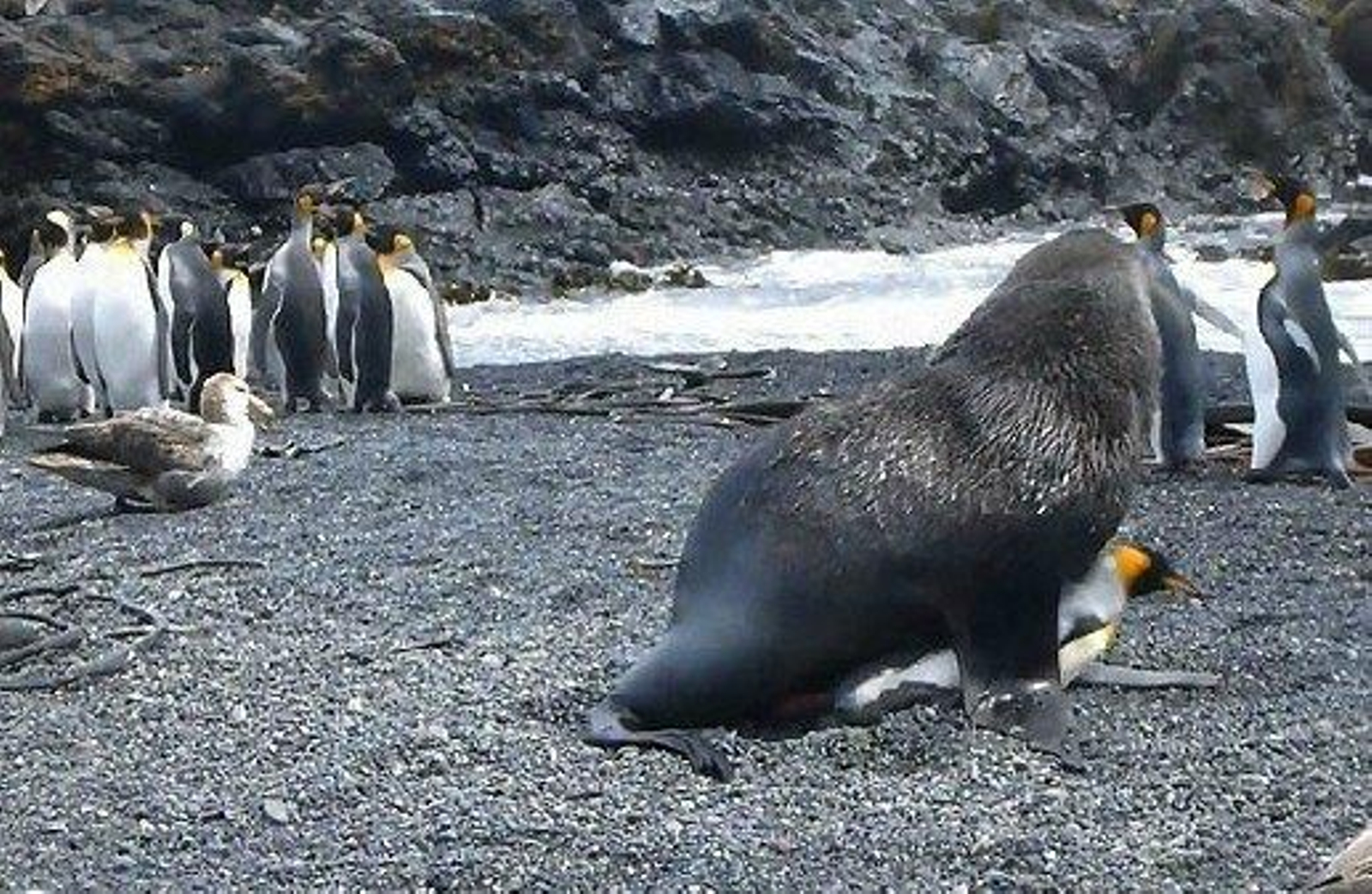 Imagen de una de las focas descubiertas intentando copular con un pingüino. (BBC)