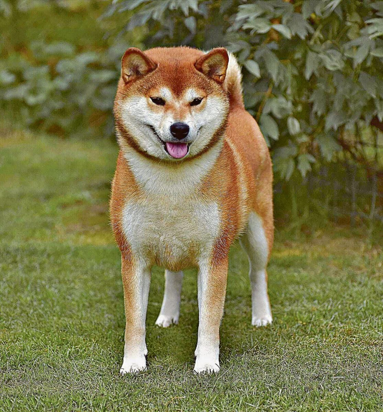 A Fonte trabaja con la raza Shiba Inu, originaria de Japón.