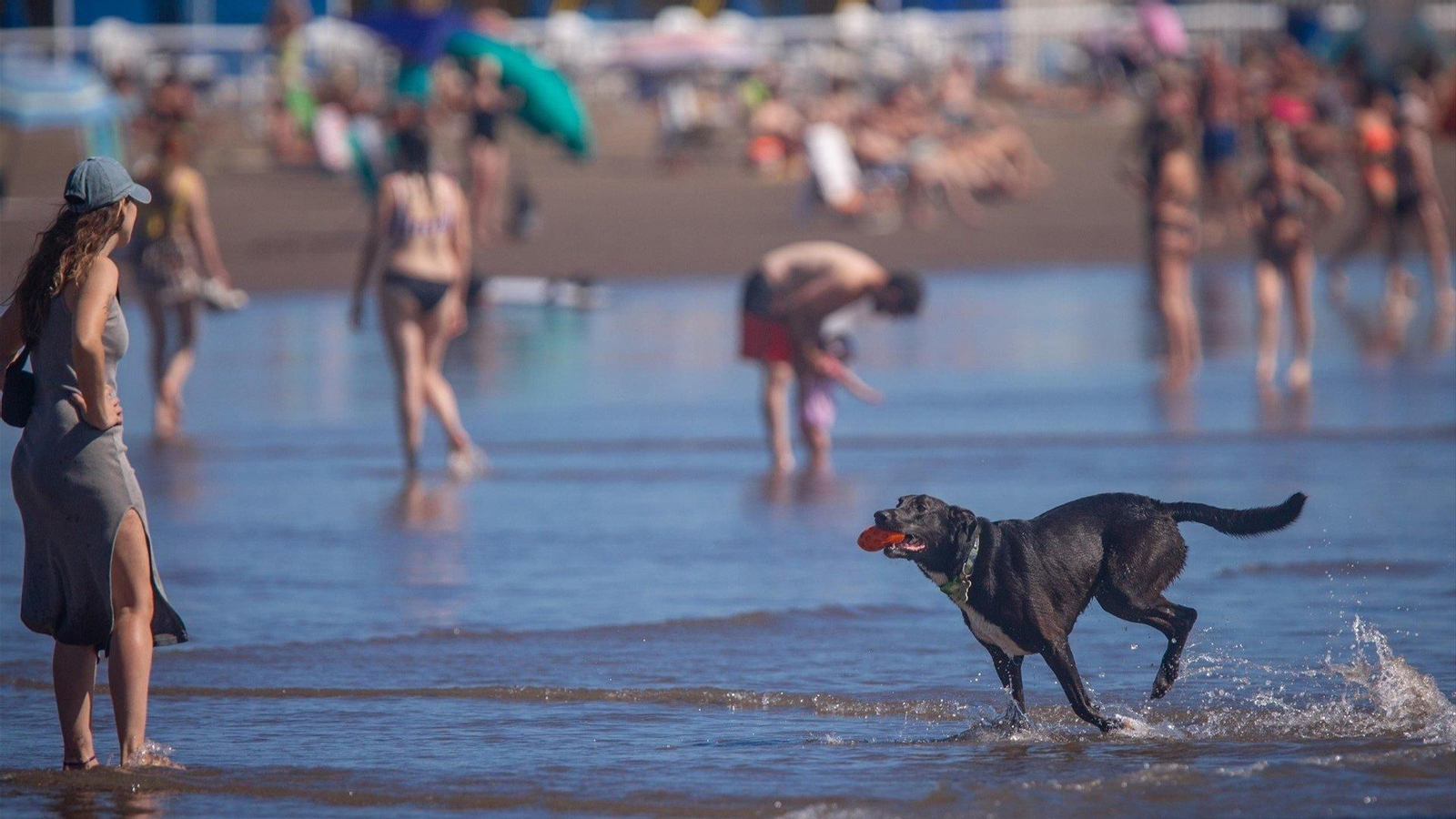 Perro corriendo en una playa. // EP