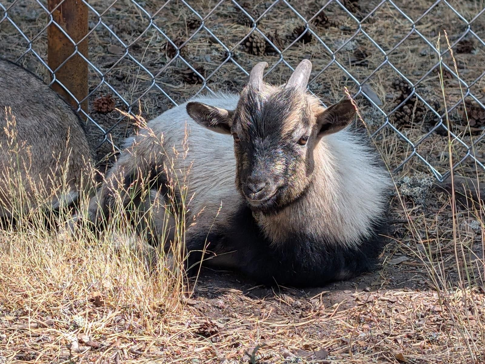 Galería | Gallinas, pavos reales y cabras enanas: los peculiares compañeros de la granja escuela de Manzaneda