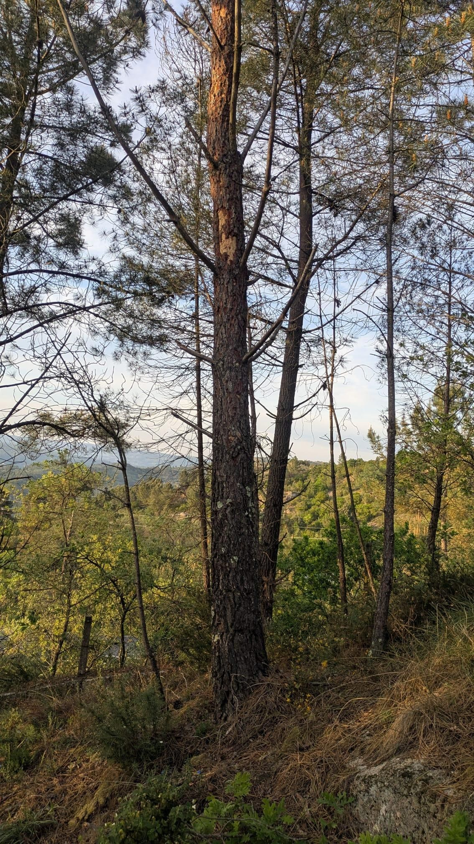 Así quedan los árboles tras el ataque letal del barrenillo de los pinos, en fotos