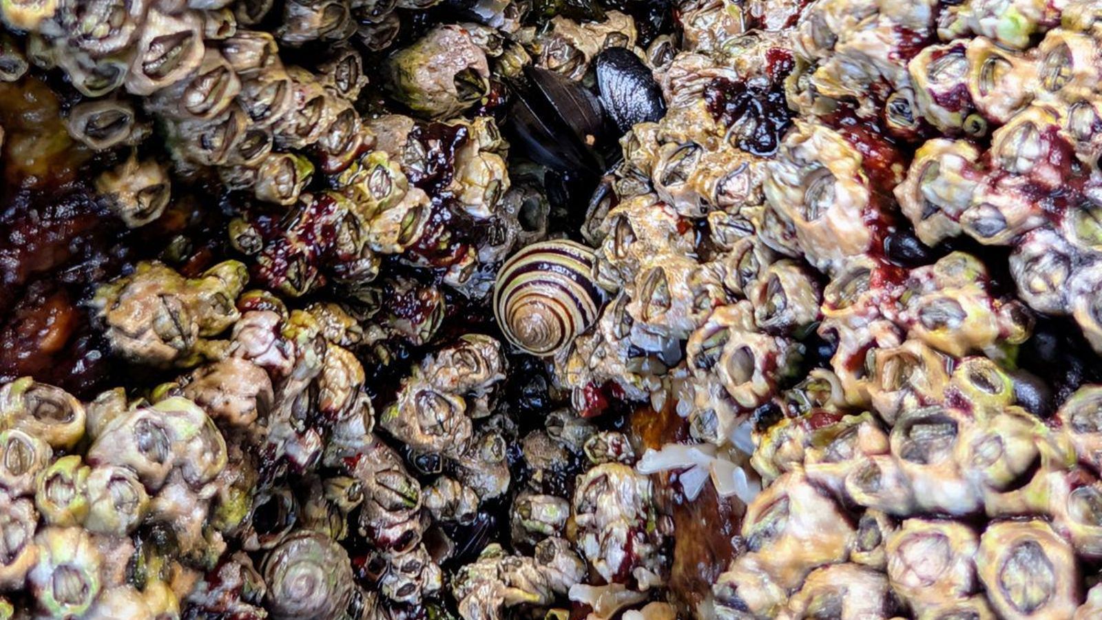 Caramuxos, entre las rocas de las Cíes.
