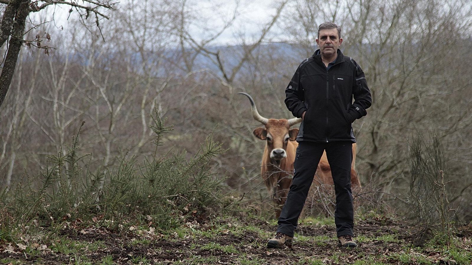 Carlos García Gómez, uno de los tres socios de O Telleiro SC, de vaca cachena, en Couso (Sandiás). / Miguel Ángel