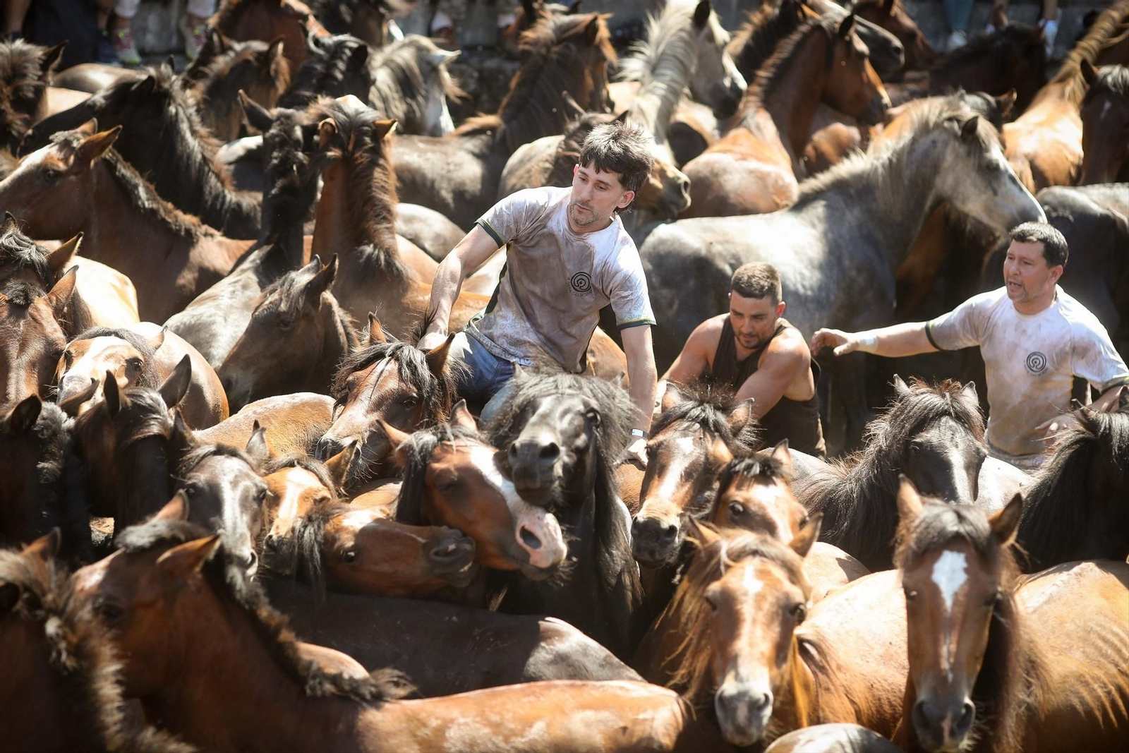 Una Rapa das Bestas de Sabucedo llena de fuerza, tradición y emoción, en fotos