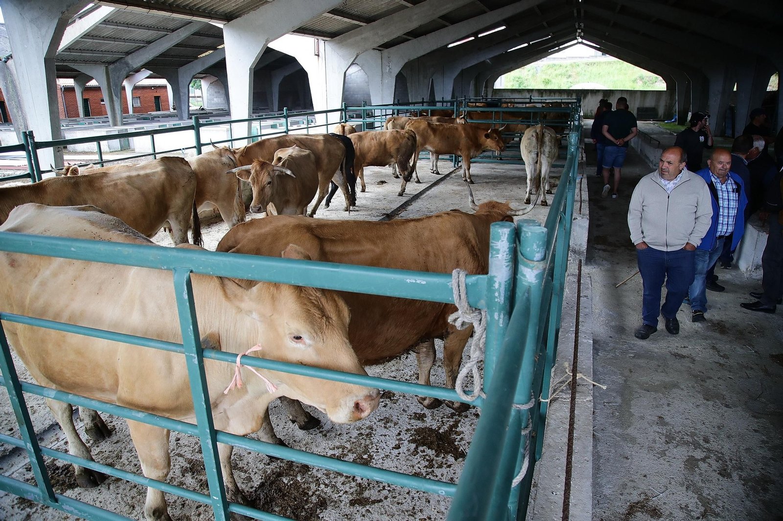 Galería | Ganaderos y tratantes celebran el regreso de la feria de ganado en Castro Caldelas, en fotos
