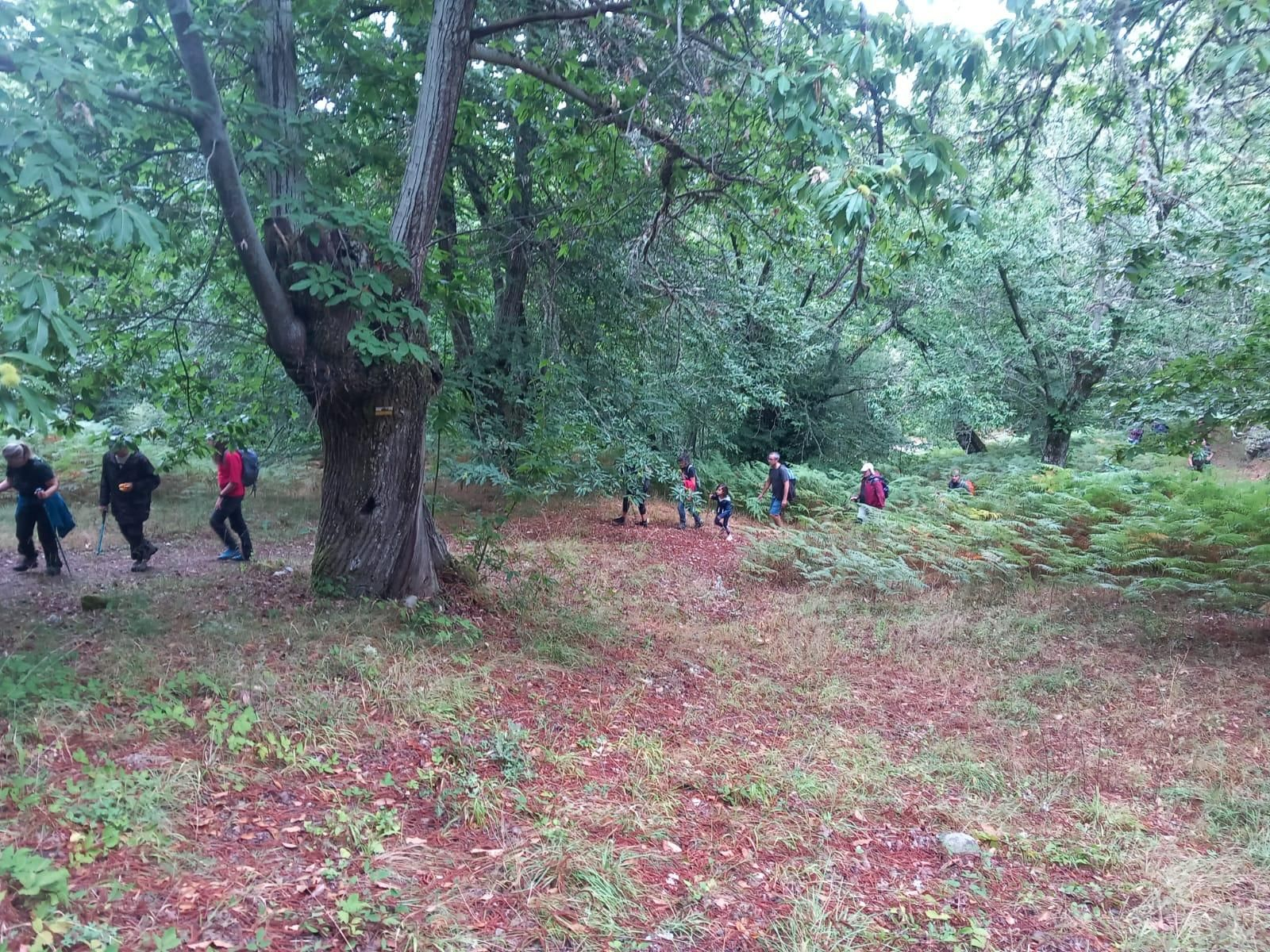 El camino atravesaba los soutos típicos de la zona.