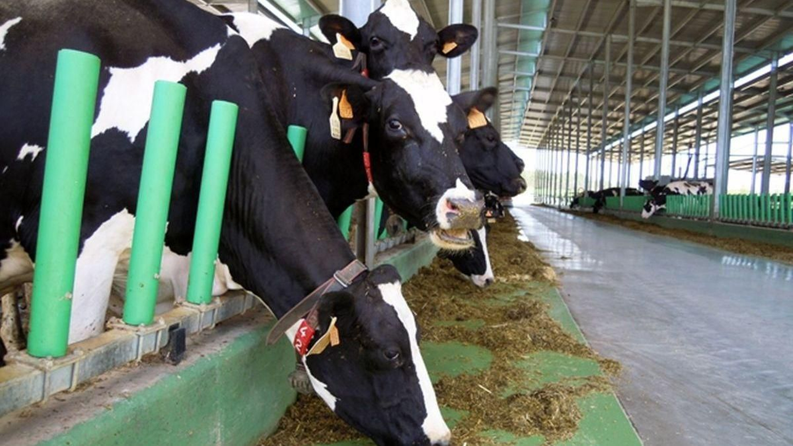 Explotación ganadera en Lugo.