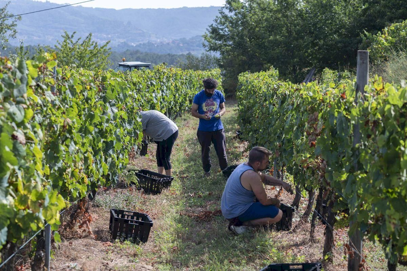Inicio vendimia en O Ribeiro, bodegas Celme. Fotos Martiño Pinal