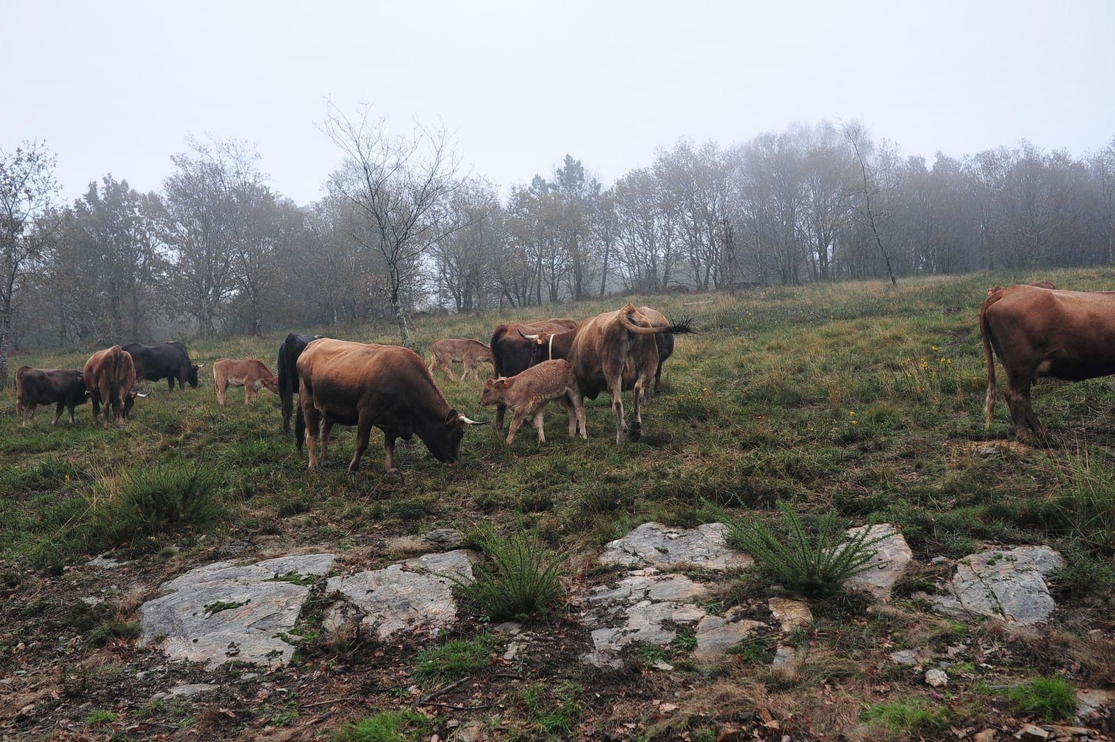 Aldea singular de Alvite. José Paz
