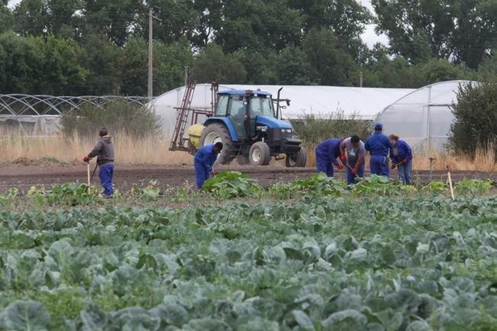 En los trabajos de investigación colaboran siete personas, y la superficie de ensayo abarca 24 hectáreas.
