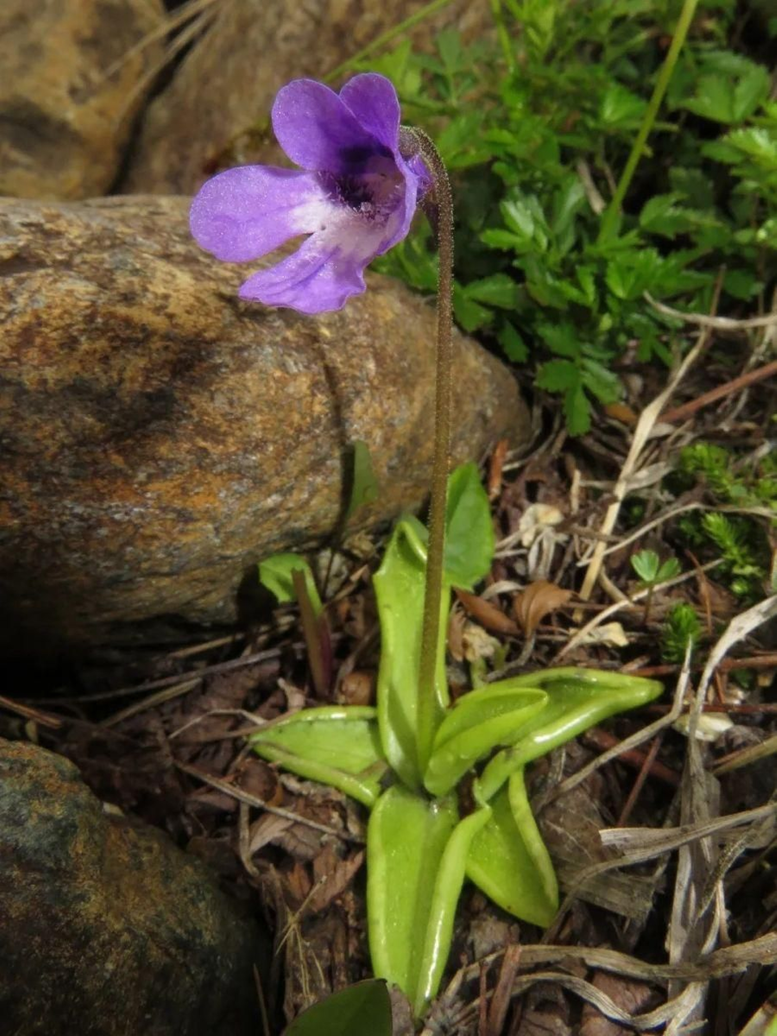 Una llamativa y colorida atrapamoscas.