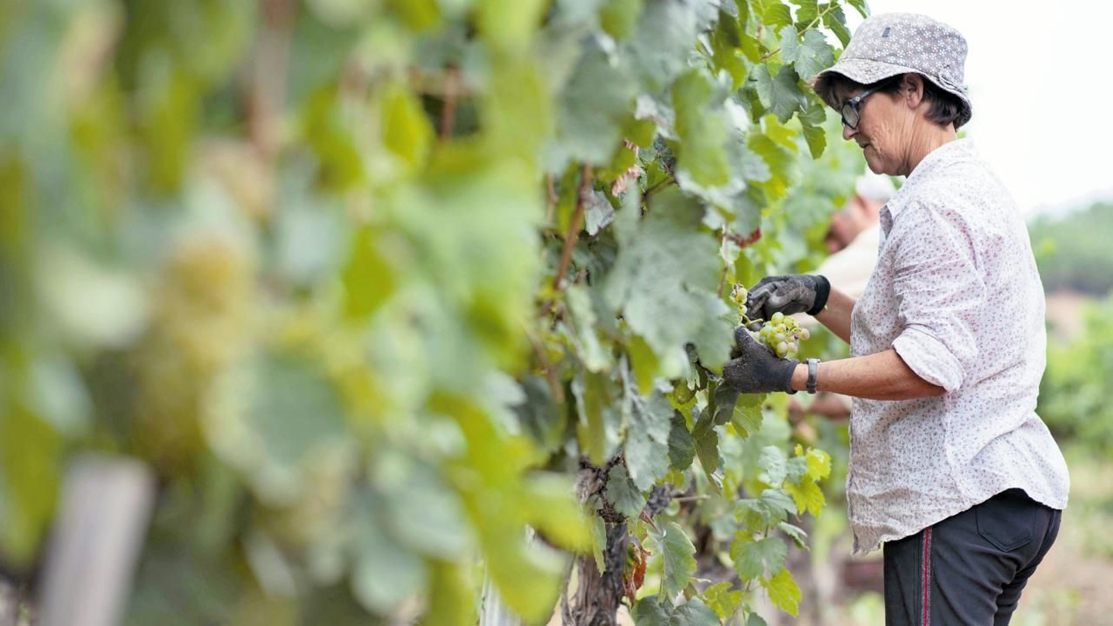 Inicio de la vendimia en Monterrei, en la bodega Pazo das Tapias. LR