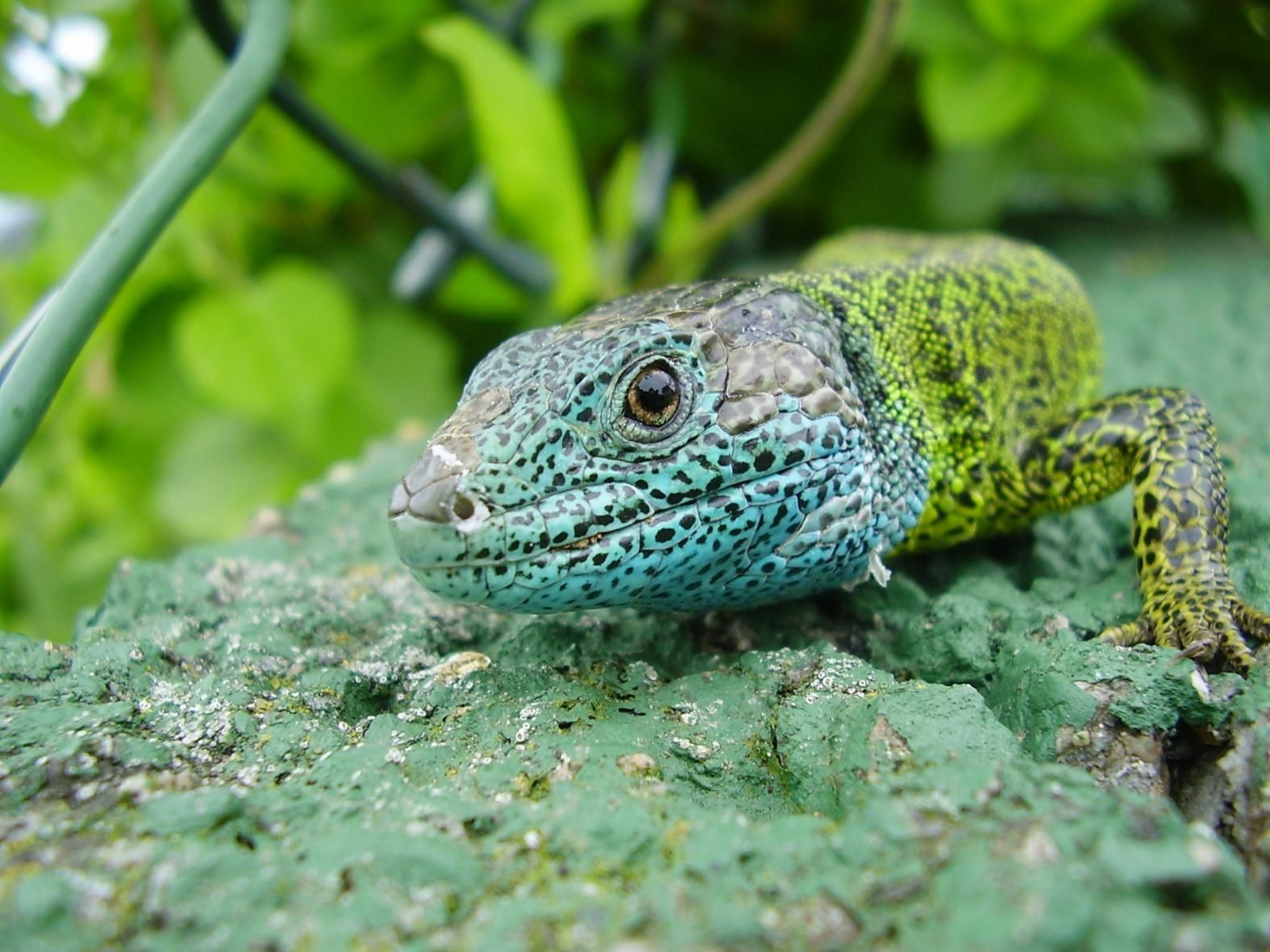 Pablo Rodríguez Lago