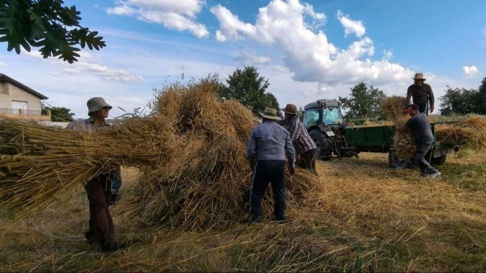Vecinos de Oímbra haciendo acopio durante la siega de la paja con la que harán los "fachucos"