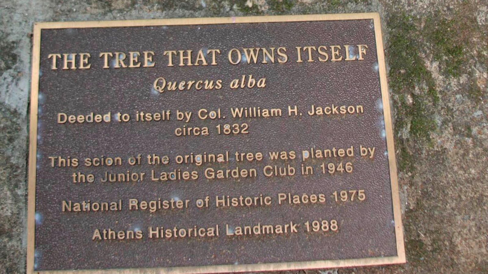 Placa conmemorativa del Roble Jackson.