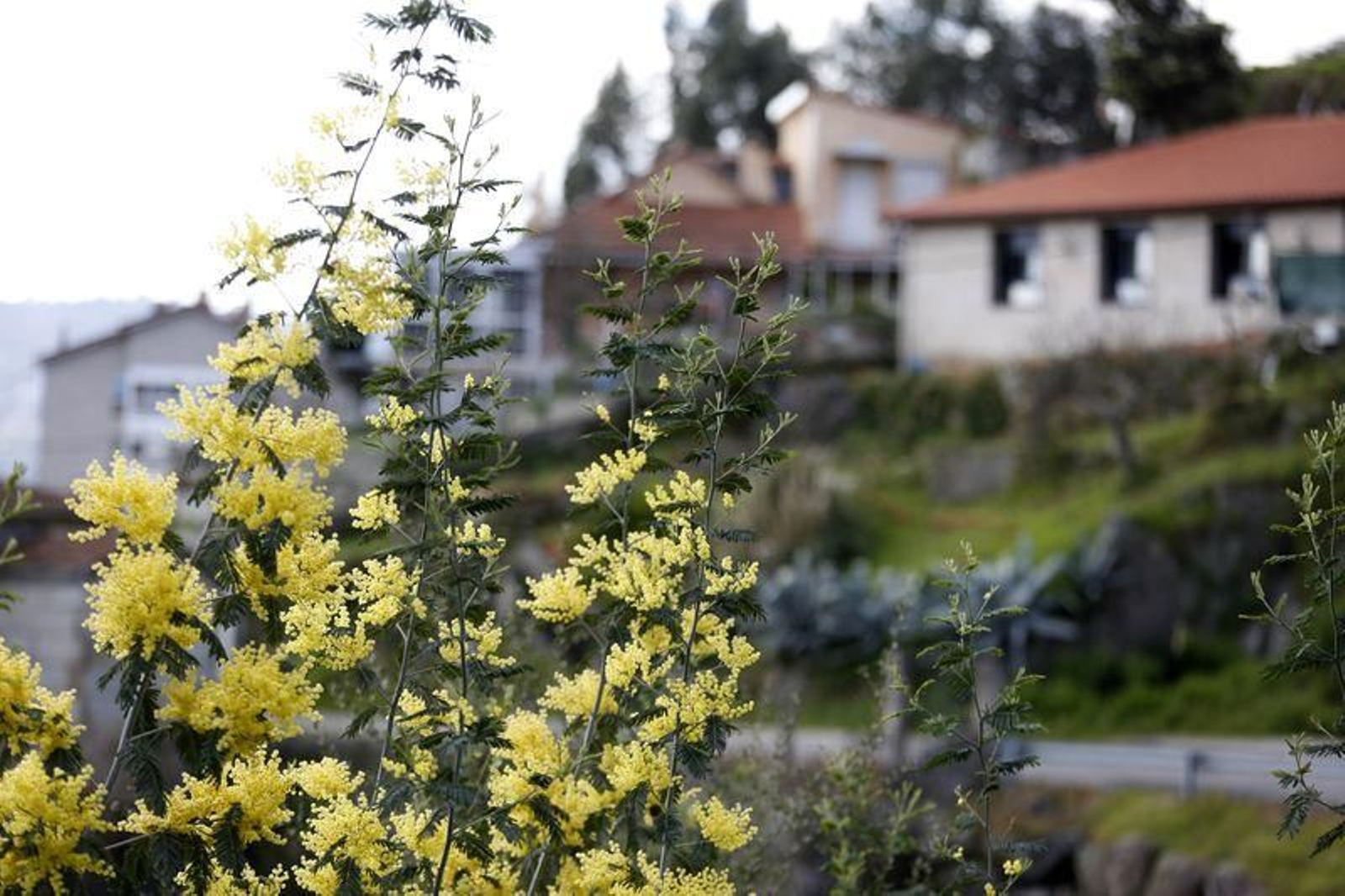 La primavera anticipada provoca la floración de árboles y cultivos // FOTO: XESÚS FARIÑAS
