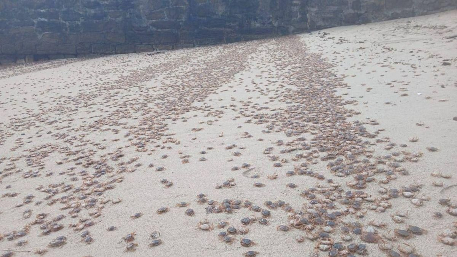 Miles de cangrejos patudos, conocidos en la ría como patexos, diseminados esta semana por las playas de las Cíes en una imagen impactante.