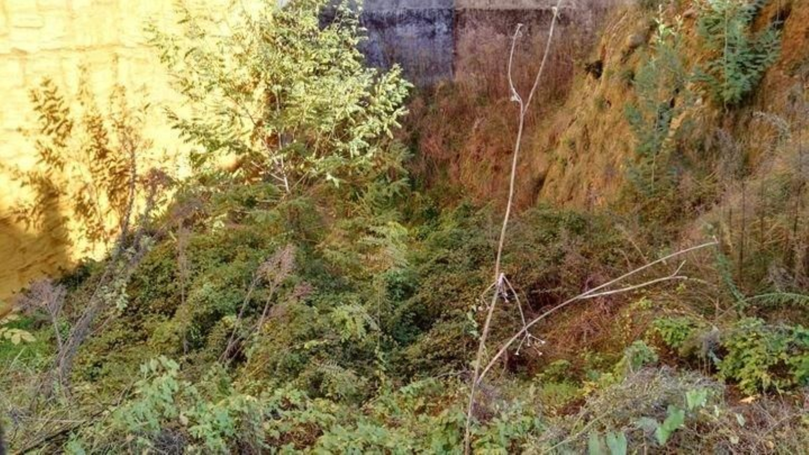 Solar sin desbrozar en la calle Xosé Luis López Cid.