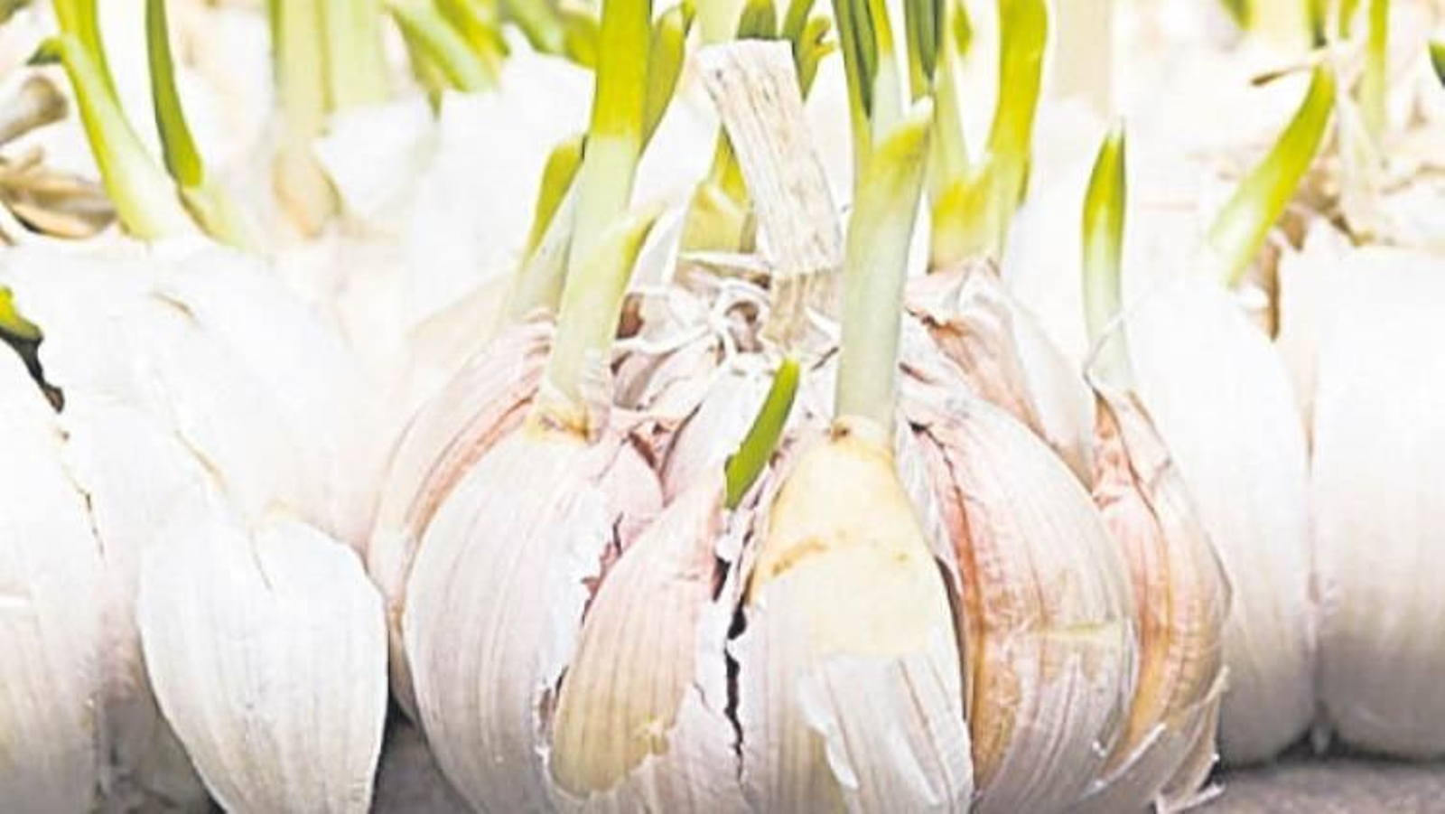 El ajo, uno de los cultivos más sencillos para esta época.