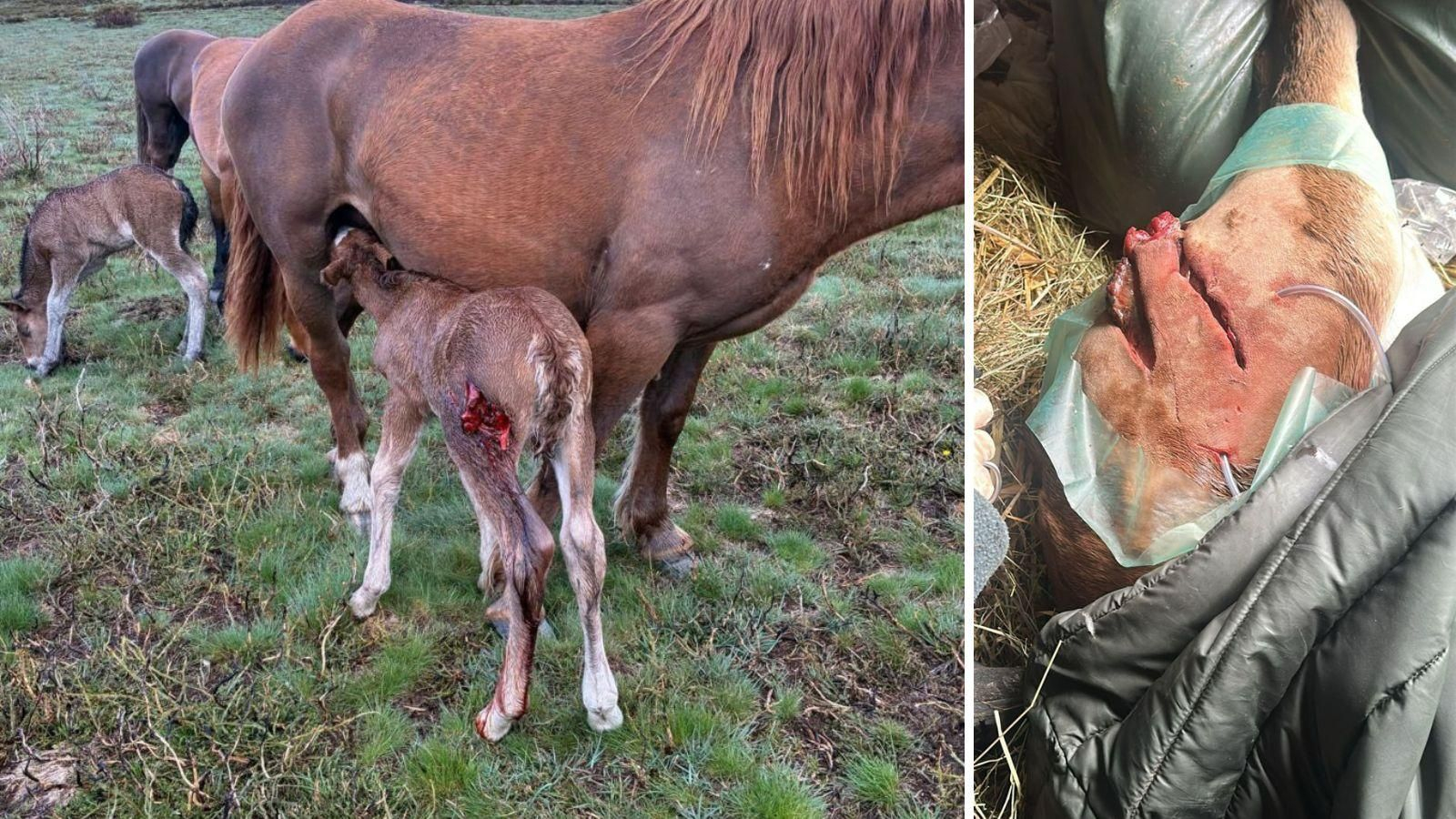 El potro herido recibe los cuidados y la leche de su madre y  una herida abierta en el tren posterior del animal.