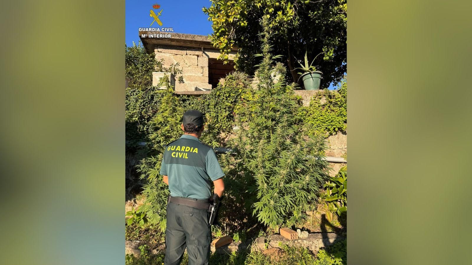 Plantas de marihuana en una finca en Ponteareas (Pontevedra).
