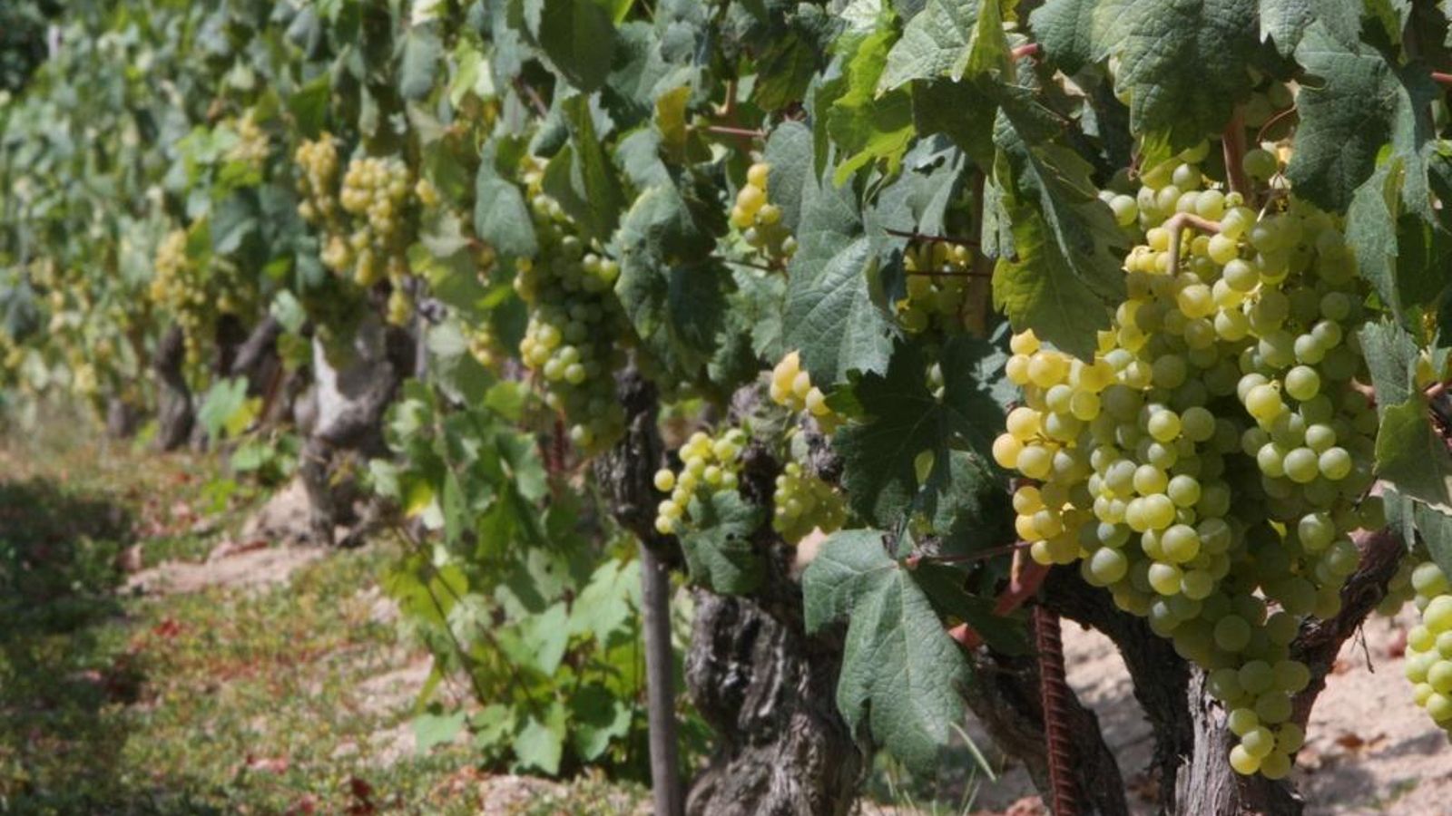 RIBADAVIA. 23.08.2013. ZONA DE VIÑEDOS. FOTO: MIGUEL ANGEL