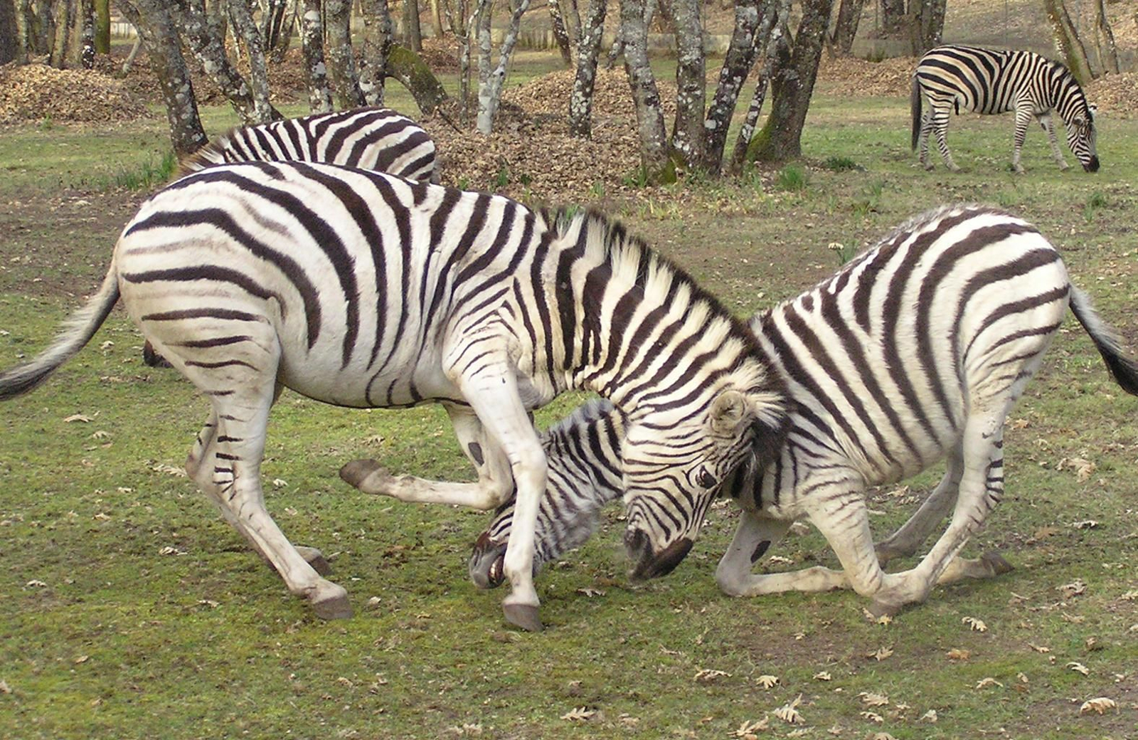 Jaime Vázquez Pérez