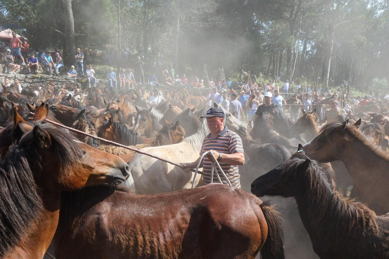 Galería | El curro de Mougás cierra la temporada de la “rapa” en la Serra da Groba