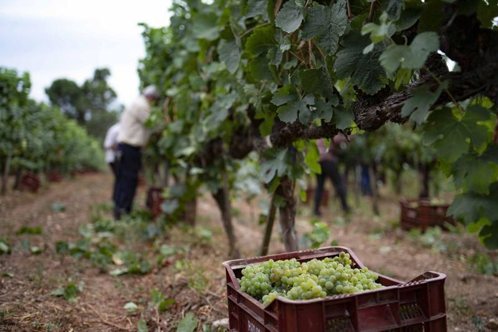 Vendimia en la bodega Pazos de Tapias, en Verín (XESÚS FARIÑAS)