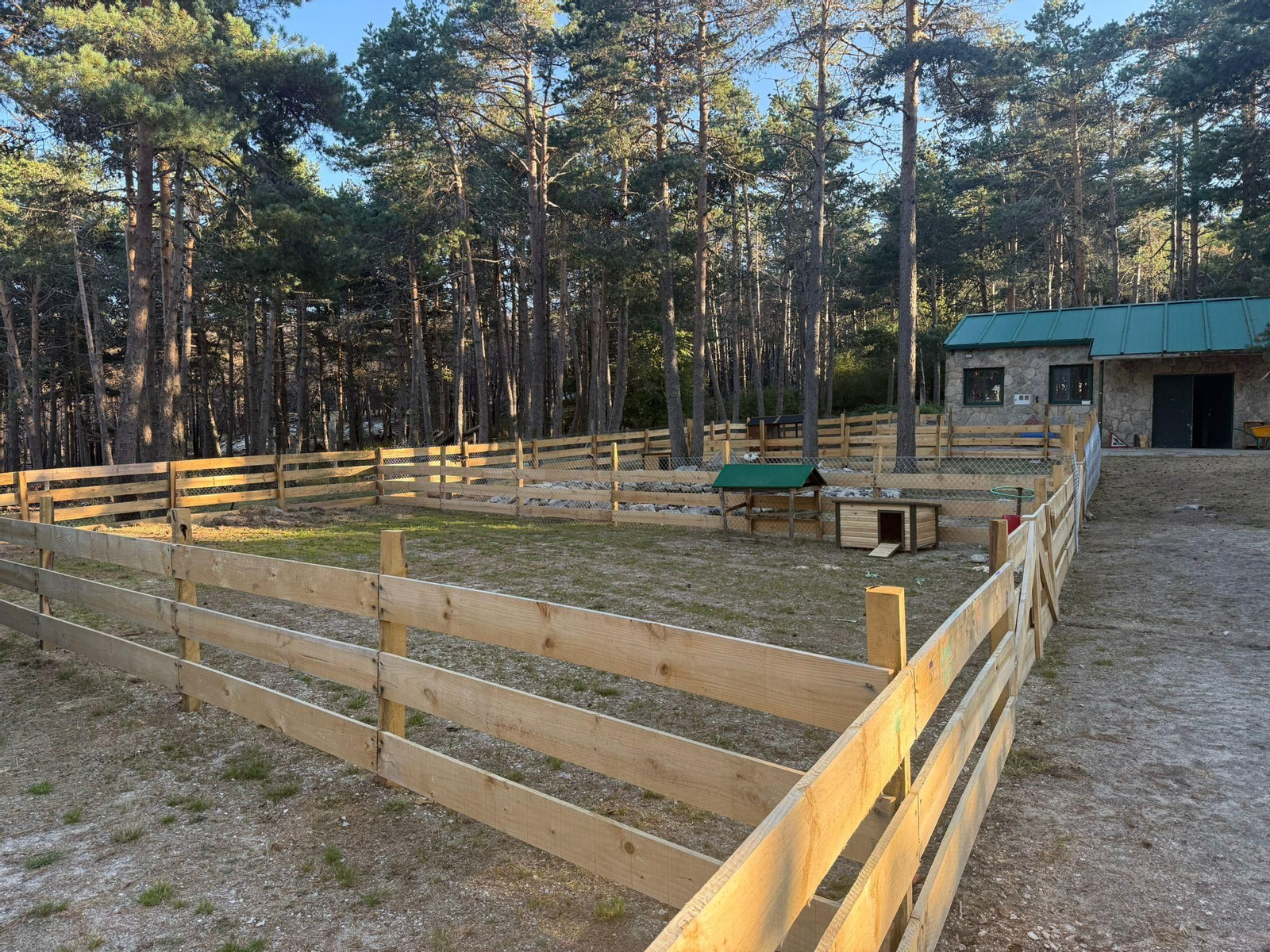 Galería | Gallinas, pavos reales y cabras enanas: los peculiares compañeros de la granja escuela de Manzaneda