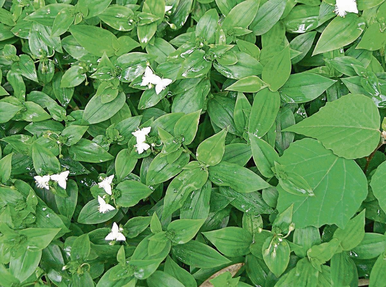 Tradescantia fluminensis en floración.